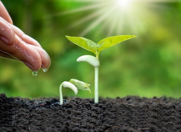 seedlings in soil